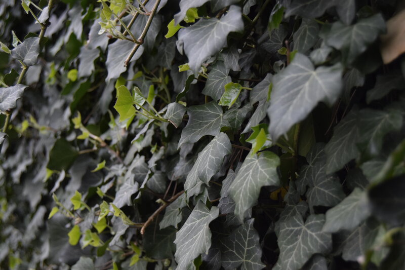 Ivy Leaves on Wall — Green