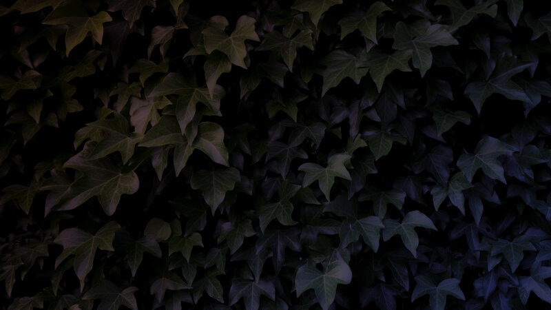 Ivy Leaves on Wall