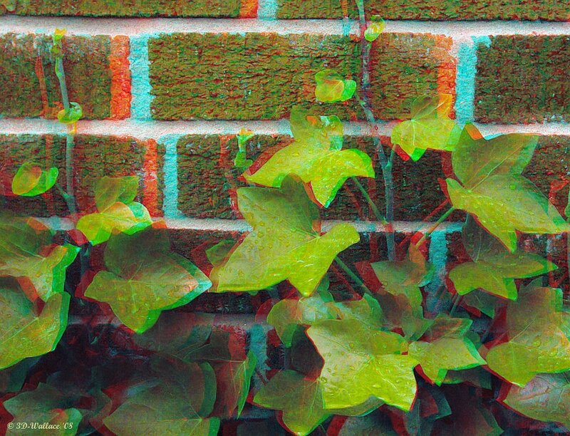 Ivy on a brick wall