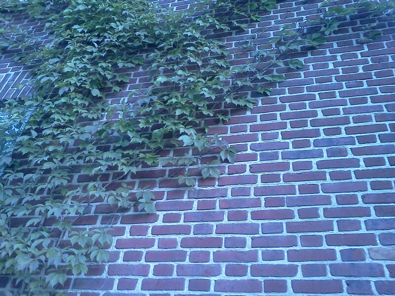 Ivy on Brick Wall