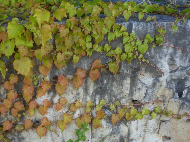 Ivy on Stone Wall