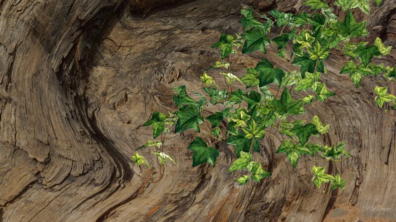 Ivy on Tree Trunk