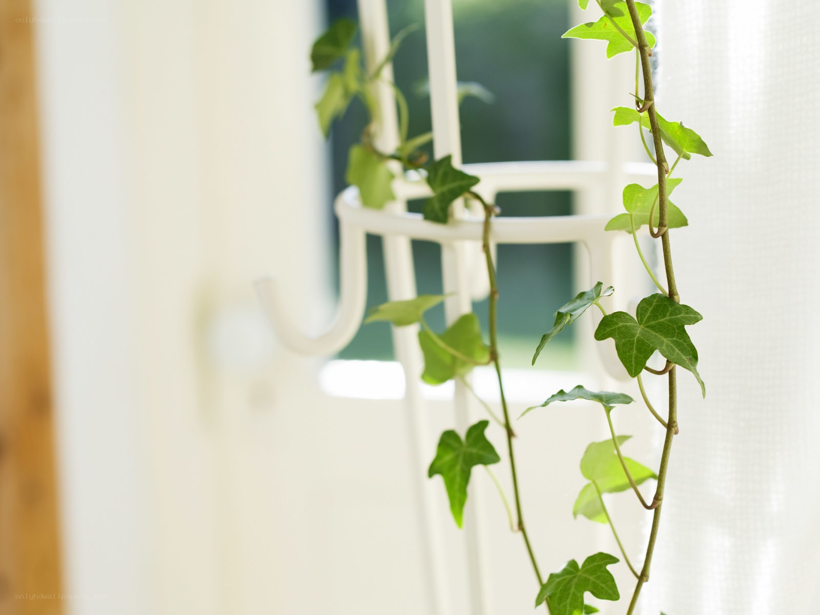 Ivy plant near window