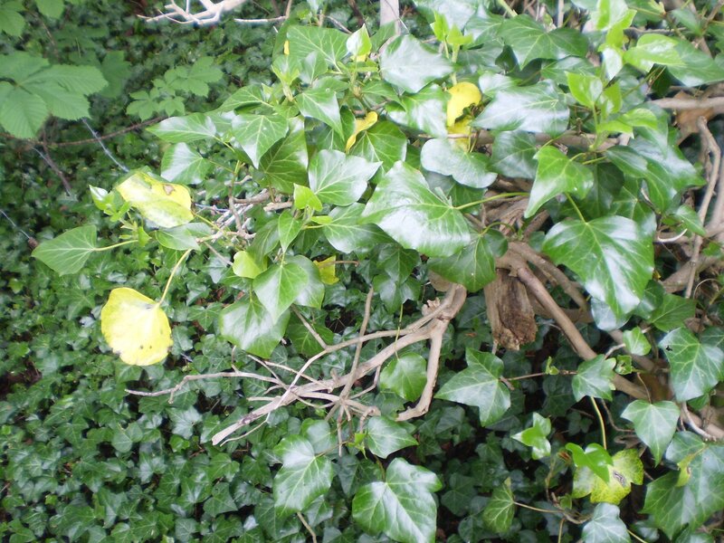 ivy plant with yellowing leaves