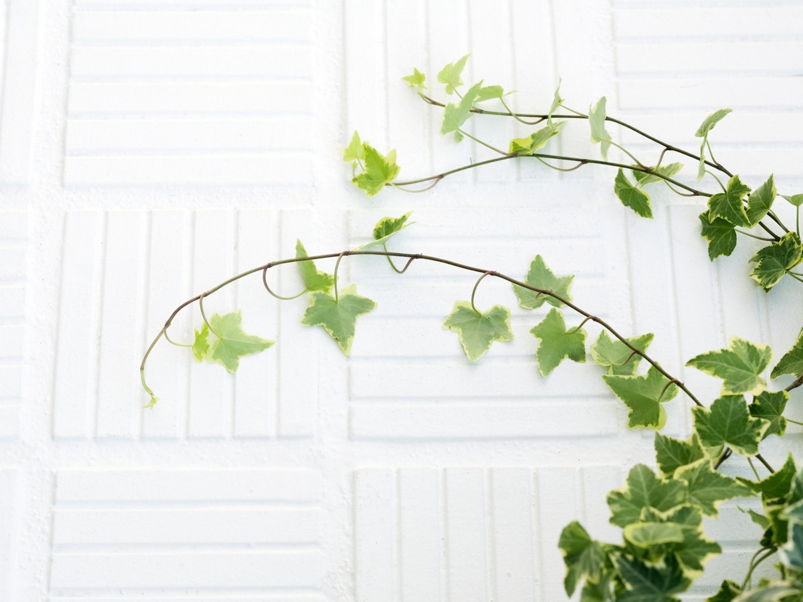 Ivy vine on white wall