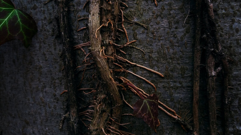 Ivy Vines on Tree Bark