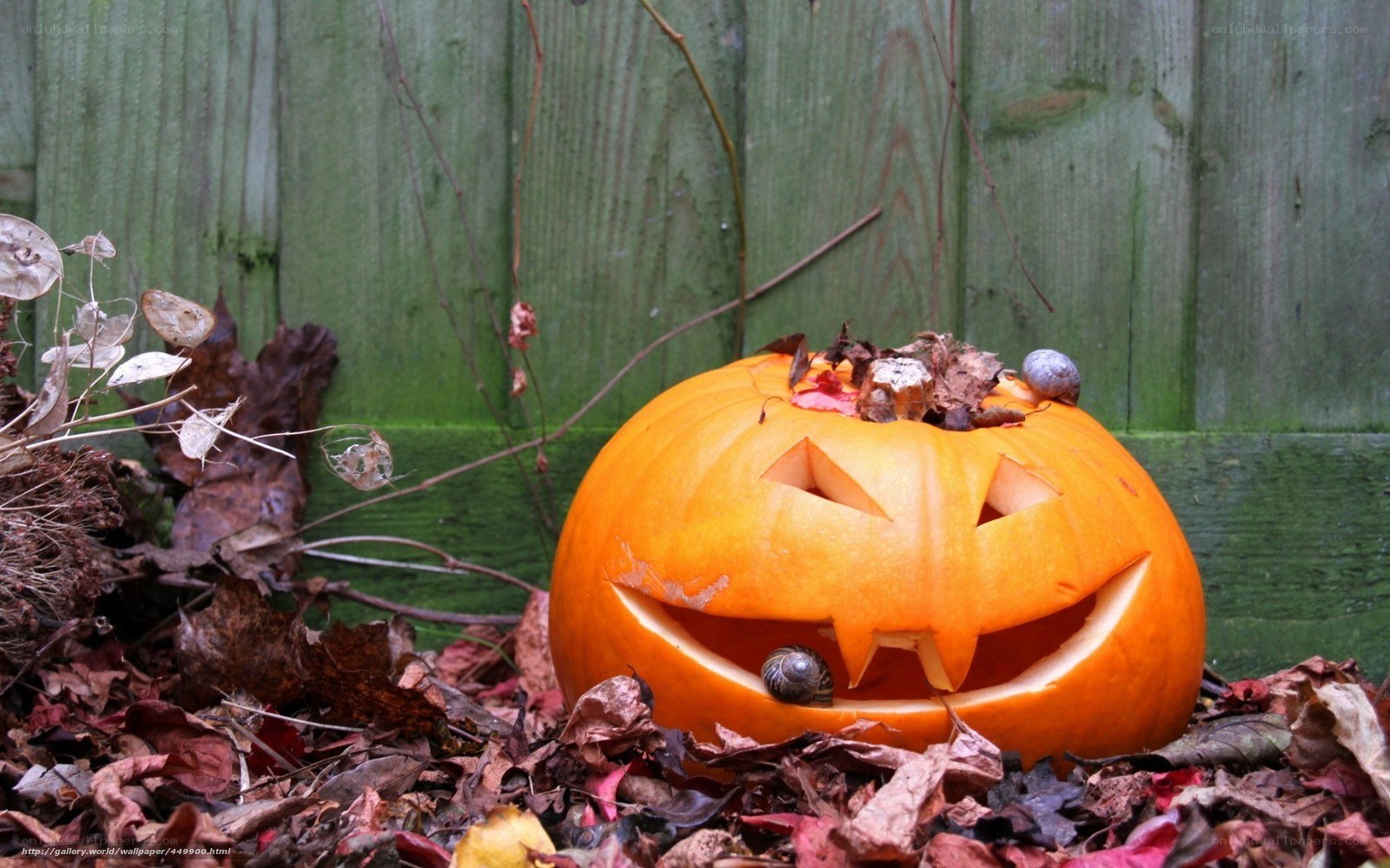 Jack-o'-lantern in autumn leaves