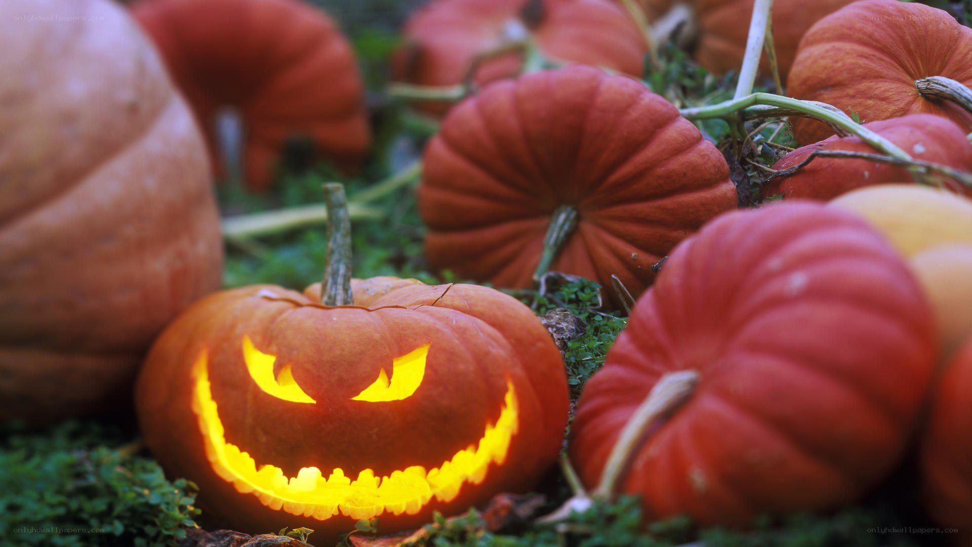 Jack-o'-lantern with pumpkins
