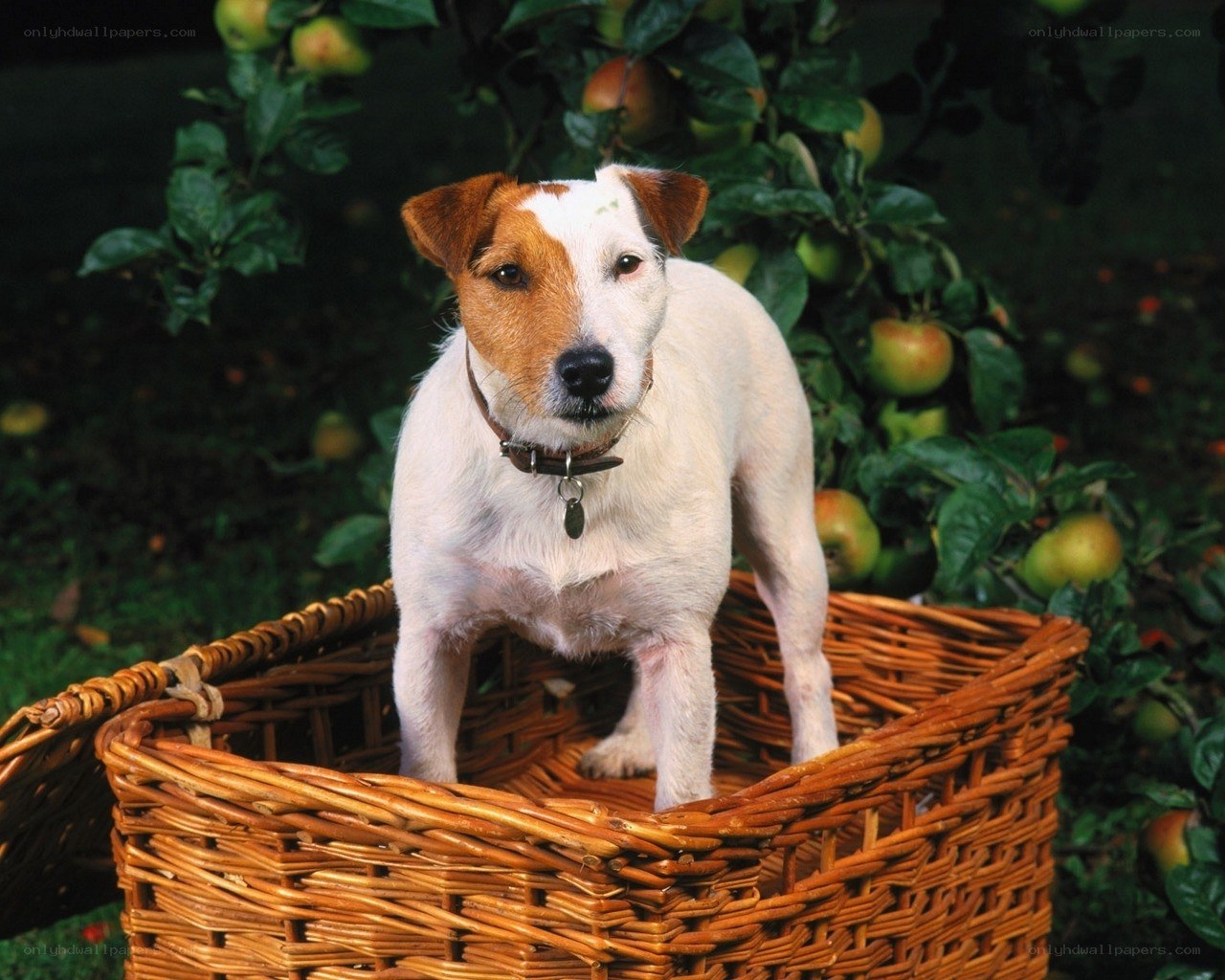 Jack Russell in a basket