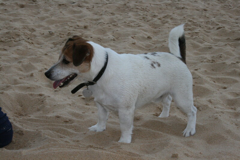 Jack Russell on the beach