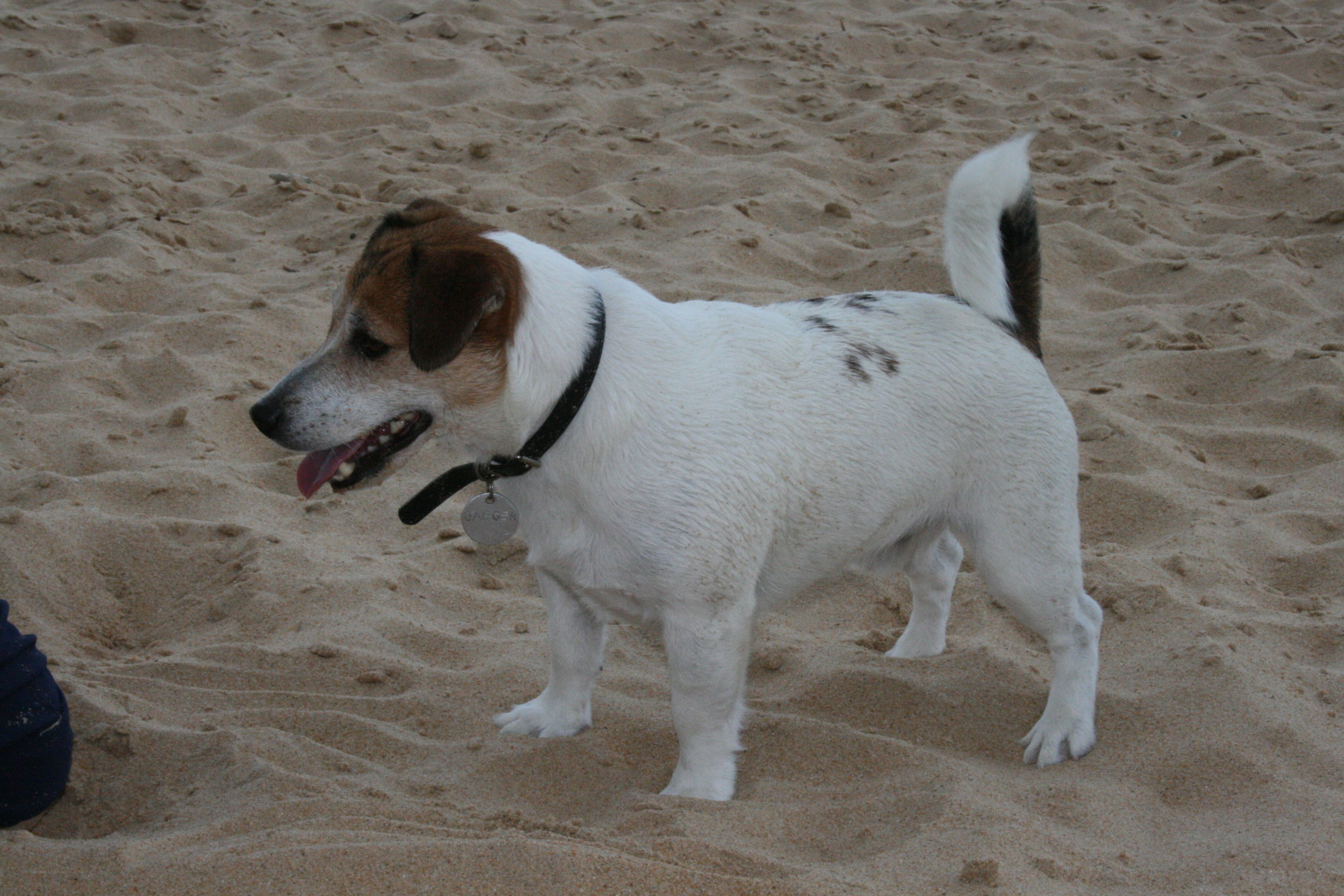 Jack Russell on the beach