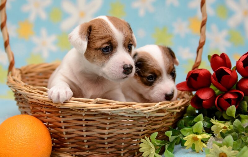 Jack Russell Puppies — Blue
