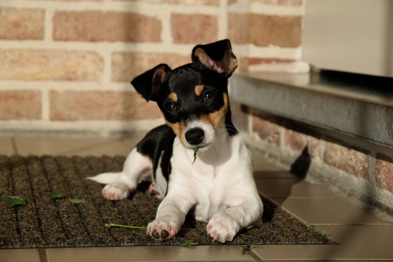 Jack Russell Puppy — Black
