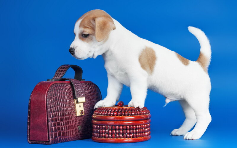Jack Russell Puppy — Blue, Curious