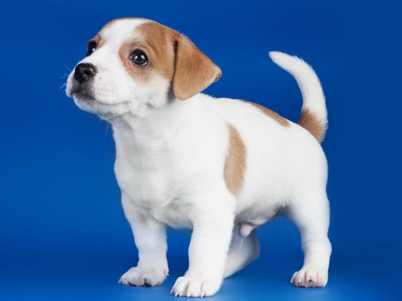 Jack Russell Puppy — Blue, Innocent