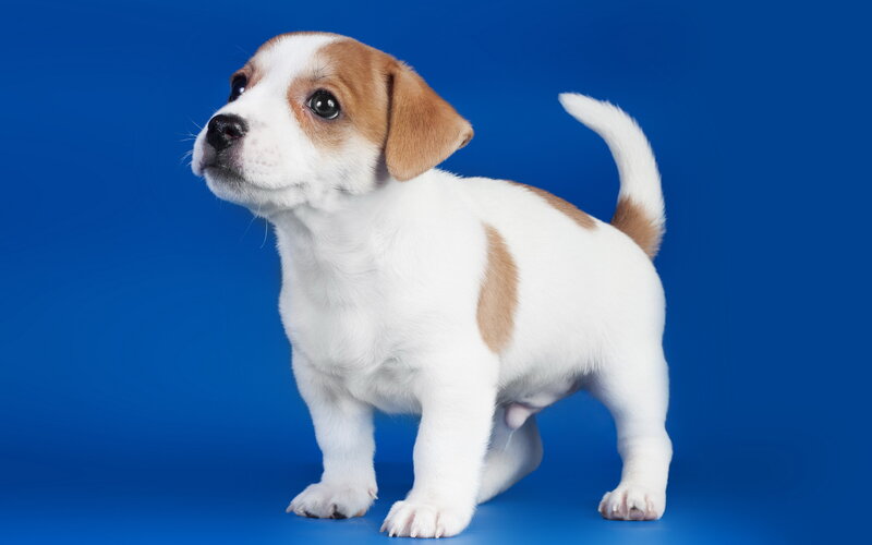 Jack Russell Puppy — Blue, Neutral