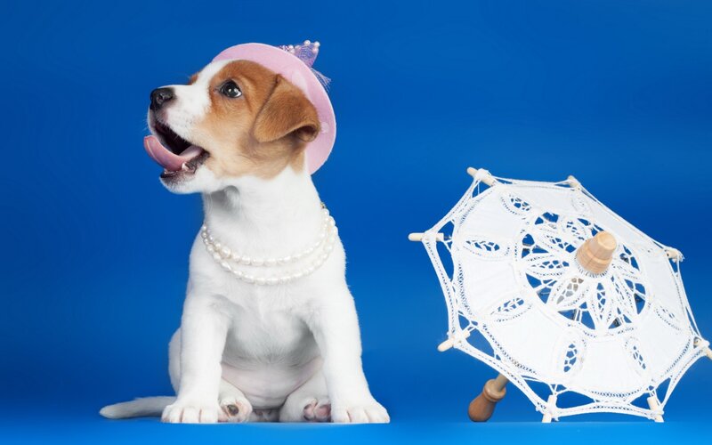 Jack Russell Puppy — Blue, Playful