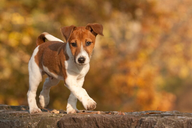 Jack Russell Puppy — Brown, Calm, Autumn