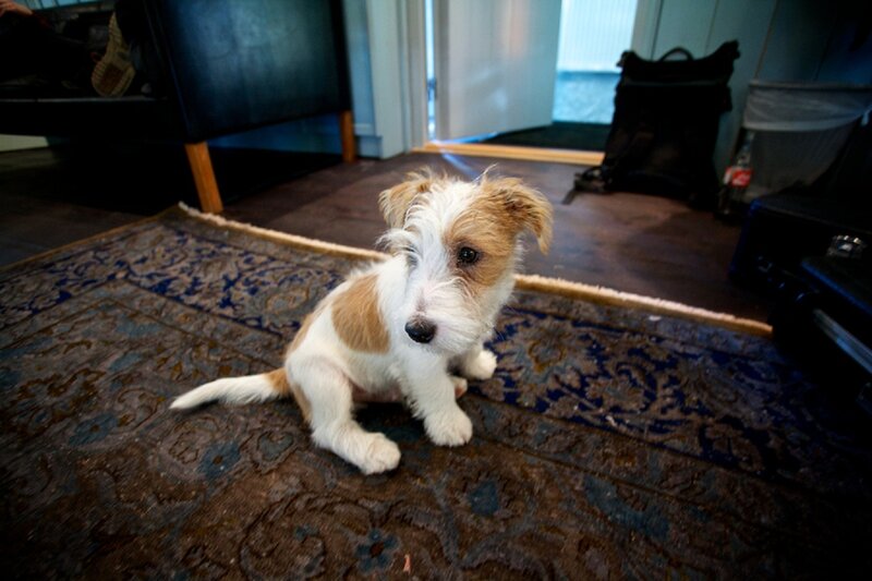 Jack Russell Puppy — Brown, Calm, Photograph