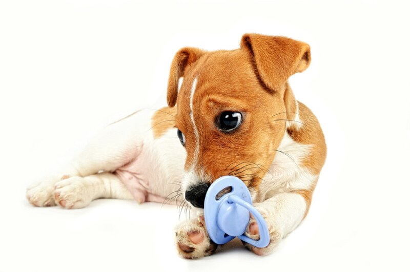 Jack Russell Puppy — Brown, Calm