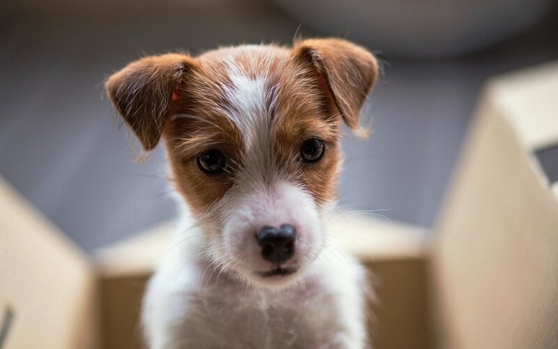 Jack Russell Puppy — Brown, Innocent