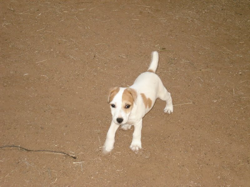 Jack Russell Puppy — Brown