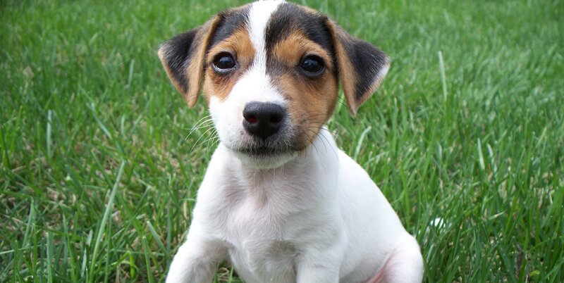 Jack Russell Puppy — Green, Calm, Afternoon, Photograph, Grass