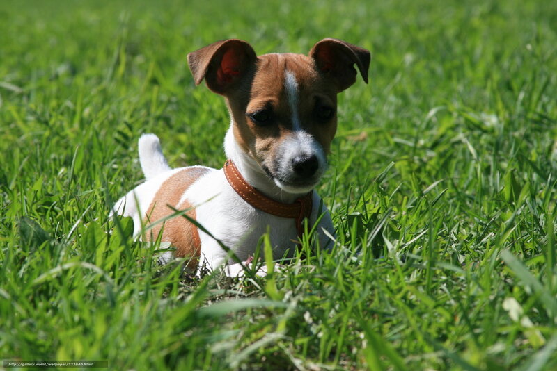Jack Russell Puppy — Green, Calm, Afternoon, Photograph