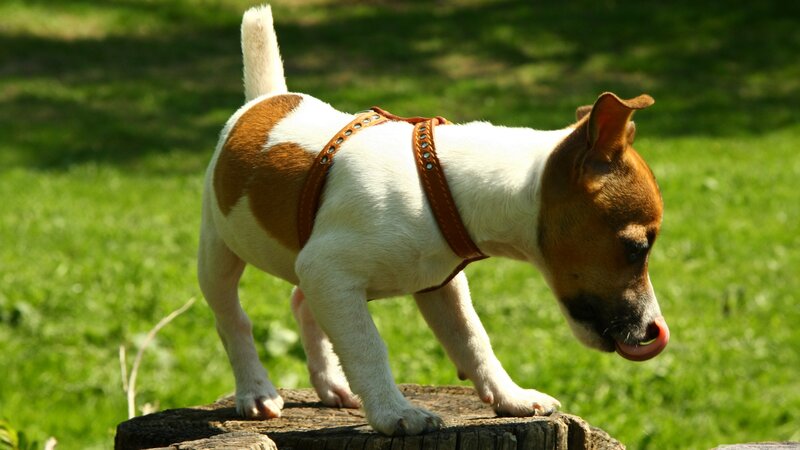 Jack Russell Puppy — Green, Calm, Afternoon