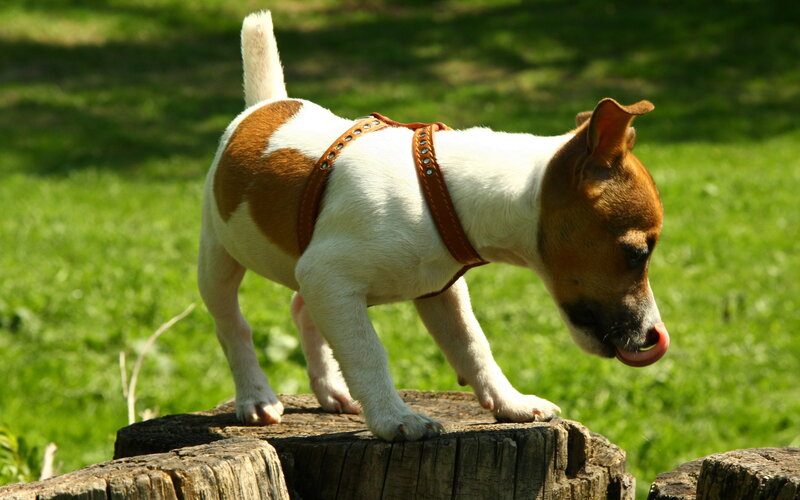 Jack Russell Puppy — Green, Calm