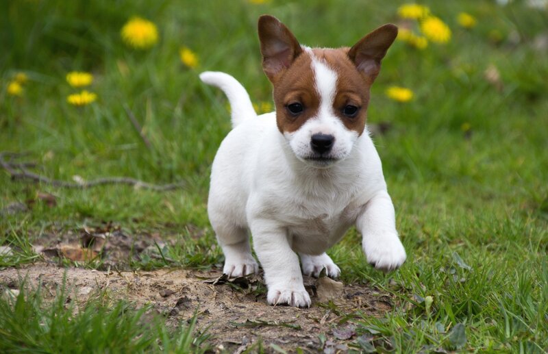 Jack Russell Puppy — Green, Playful