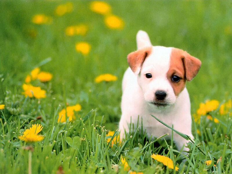 Jack Russell Puppy — Green