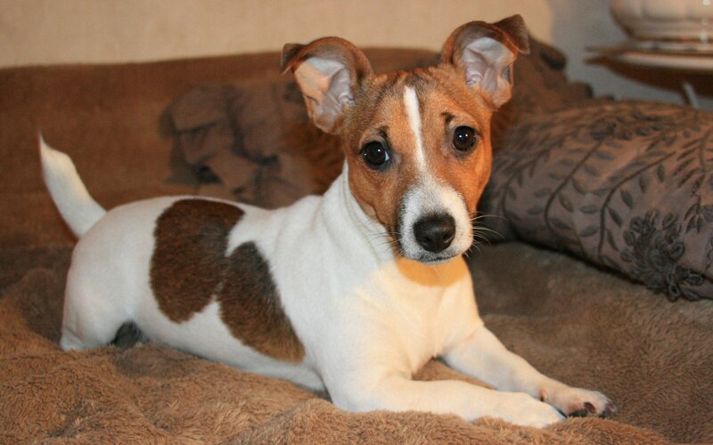 Jack Russell puppy on a couch