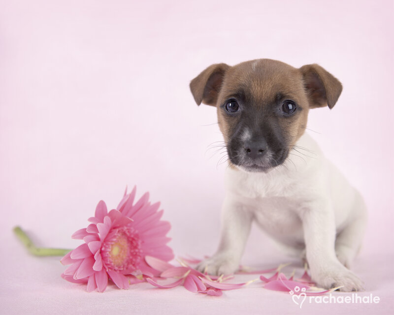 Jack Russell Puppy — Pink, Calm