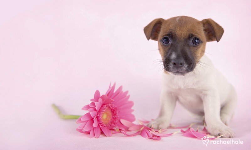 Jack Russell Puppy — Pink