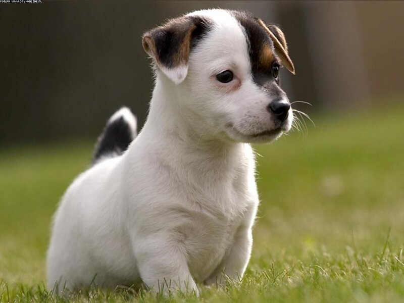 Jack Russell Puppy — White, Calm, Afternoon, Photograph