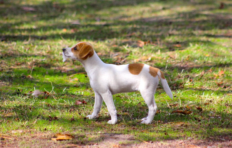 Jack Russell Puppy — White, Calm, Afternoon