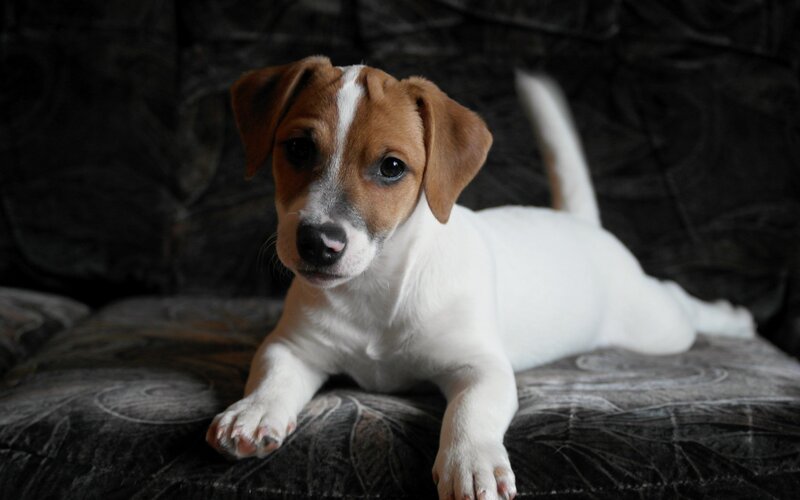 Jack Russell Puppy — White, Calm, Photograph, Couch