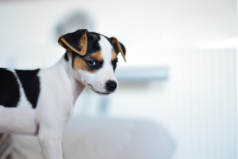 Jack Russell Puppy — White, Calm, Photograph