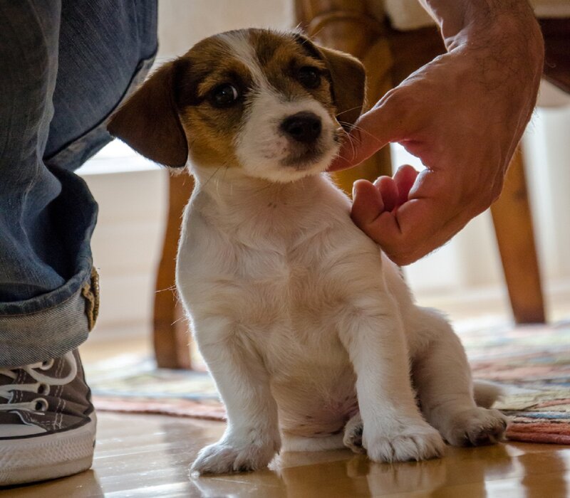 Jack Russell Puppy — White, Calm