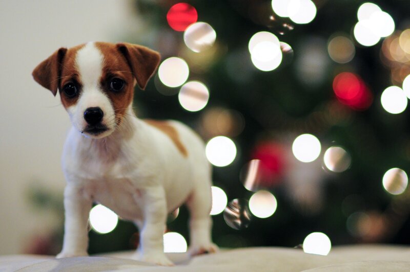 Jack Russell Puppy — White, Festive, Night