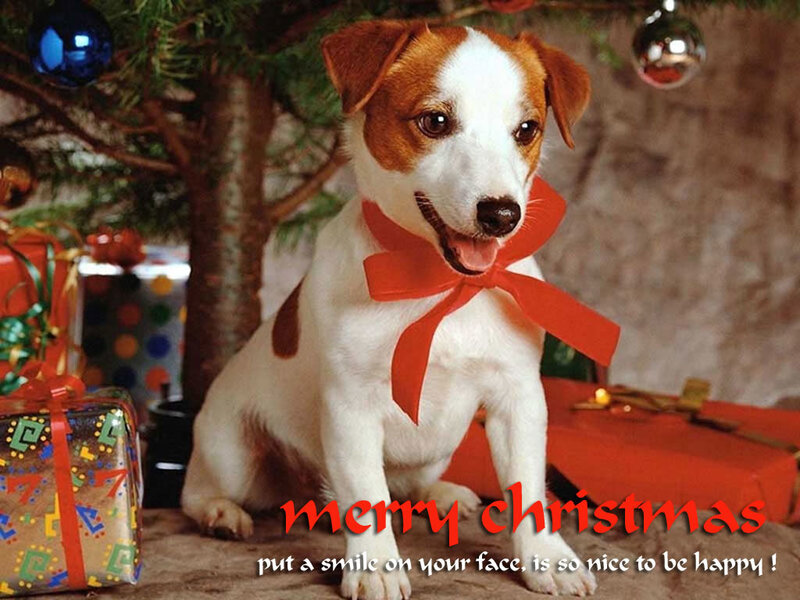 Jack Russell Puppy — White, Festive, Winter, Photograph