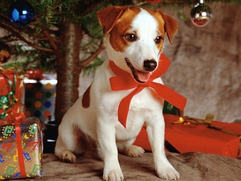 Jack Russell Puppy — White, Festive, Winter
