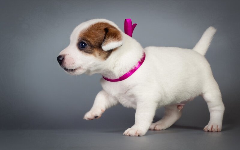 Jack Russell Puppy — White, Playful