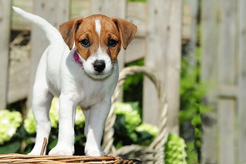 Jack Russell Puppy — White