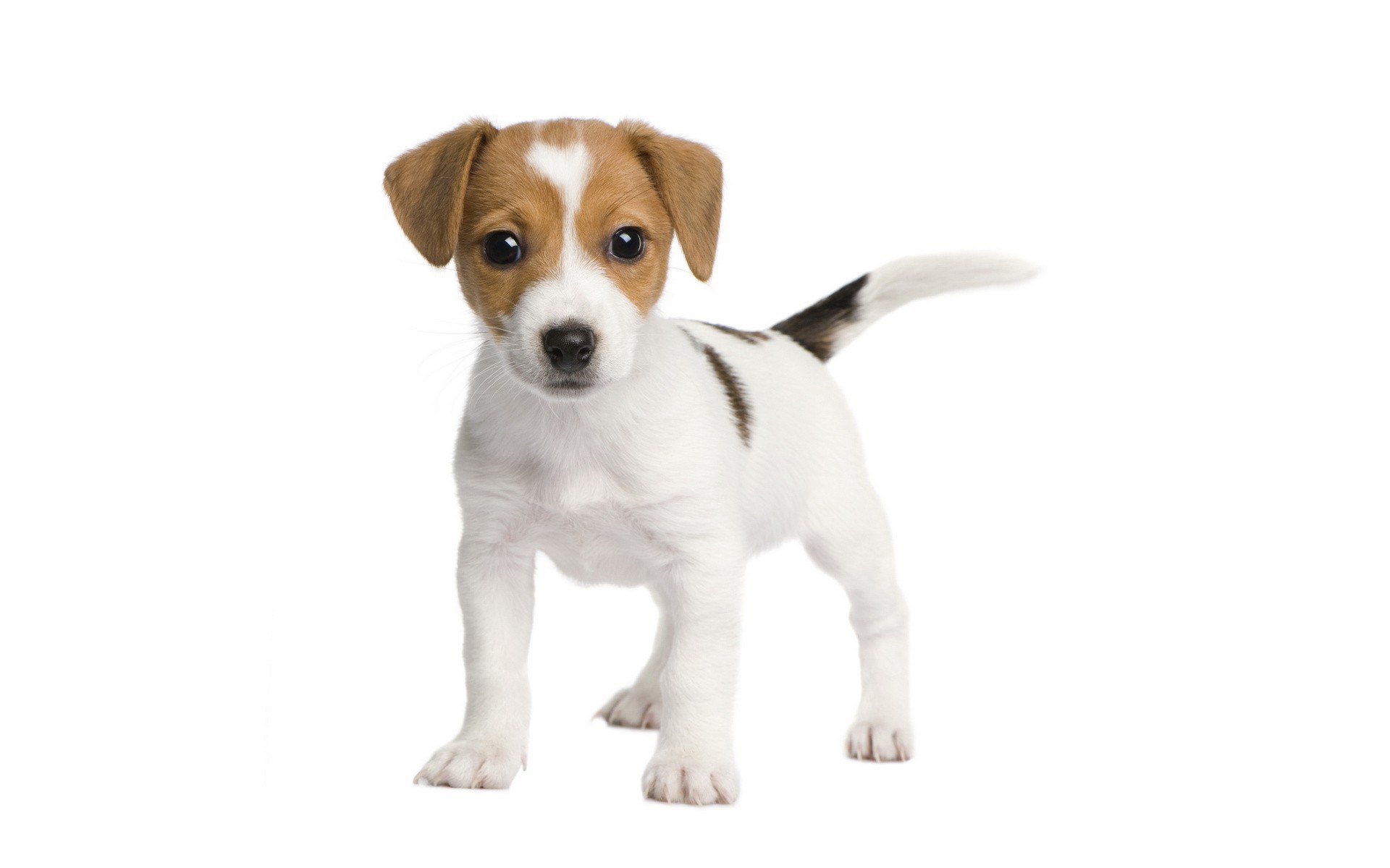 Jack Russell puppy