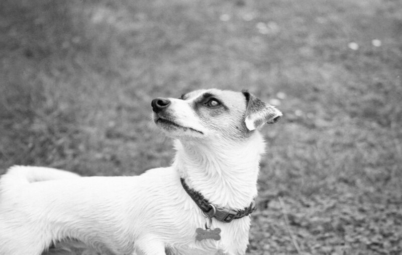 Jack Russell Terrier — Black, Calm