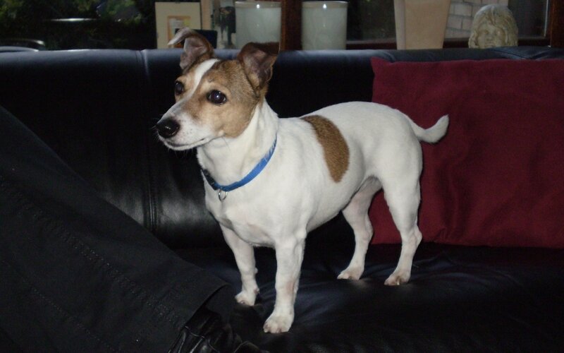 Jack Russell Terrier — Black