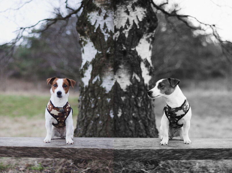 Jack Russell Terrier — Brown, Calm, Autumn