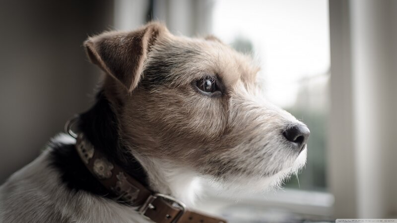 Jack Russell Terrier — Brown, Calm, Morning